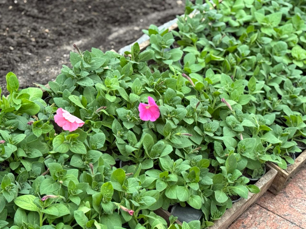 6917 image for slide