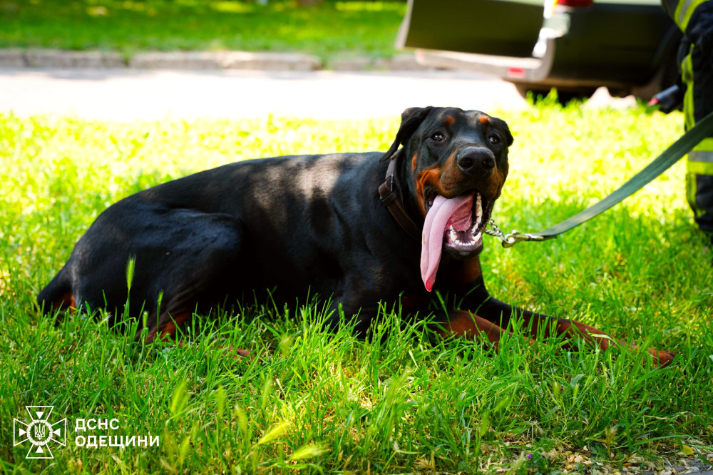 7032 image for slide