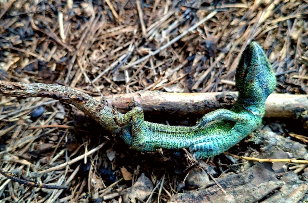 7213 image for slide